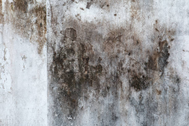 Best Water Damage & Mold Remediation  in Miles City, MT