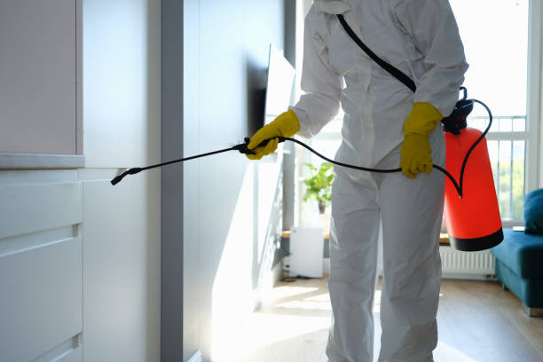 Best Basement Mold Removal  in Miles City, MT