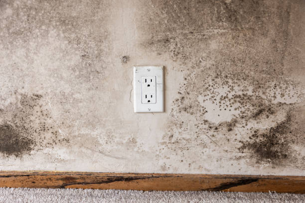 Professional Mold Removal in Miles City, MT