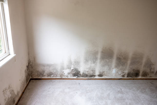 Dehumidification Services in Miles City, MT