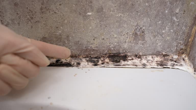 Best Mold Prevention Services  in Miles City, MT